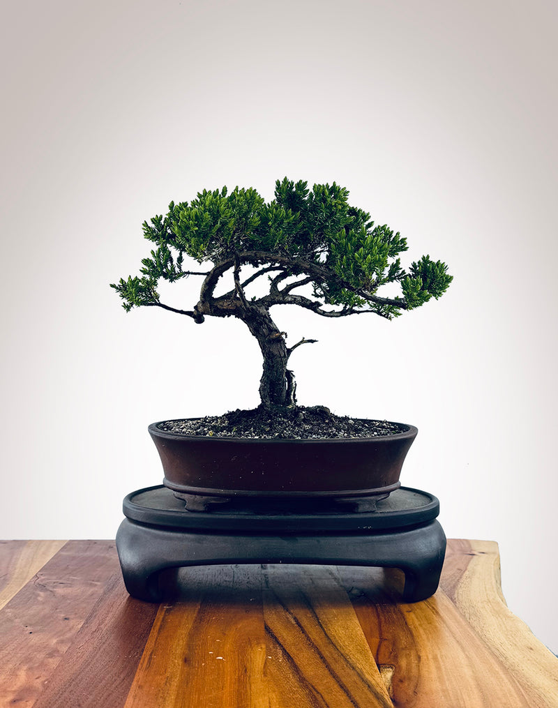 Japanese Juniper (JJ2510036)