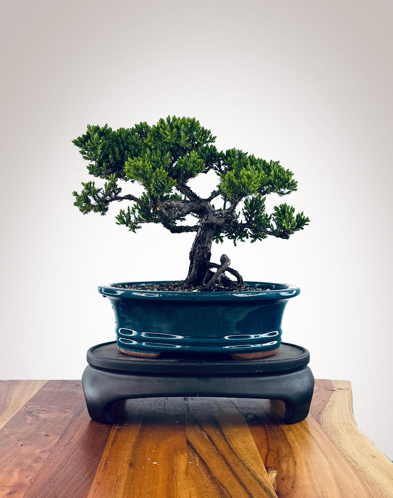 Japanese Juniper (JJ2510038)