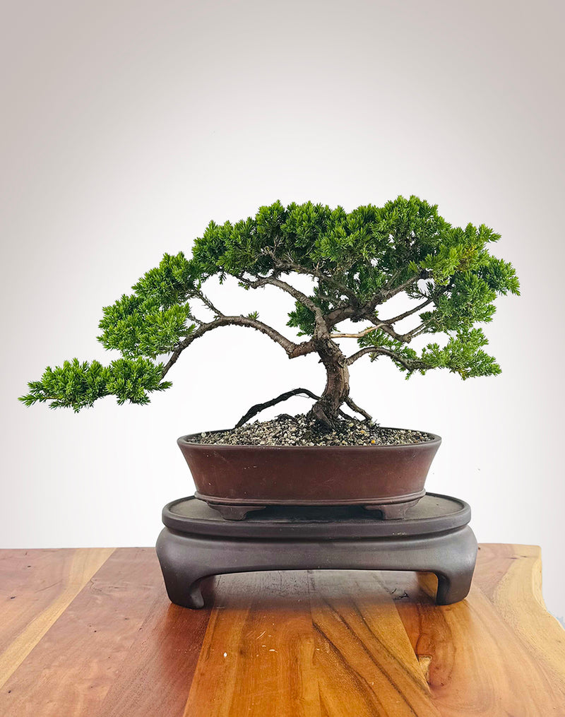 Japanese Juniper (JJ2511006)