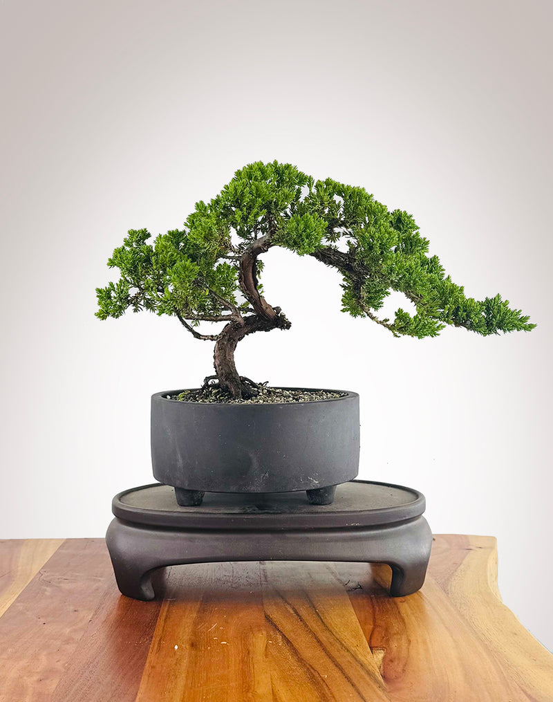 Japanese Juniper (JJ2511007)