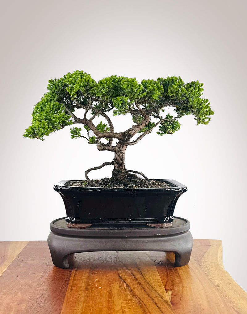 Japanese Juniper (JJ2511010)