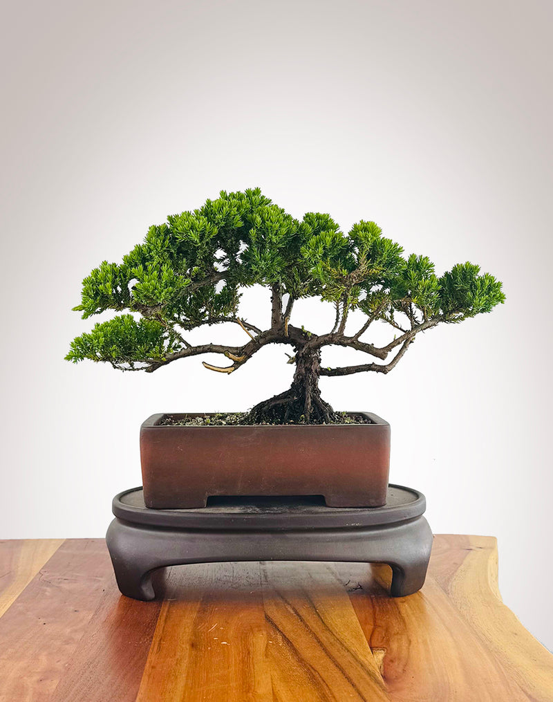Japanese Juniper (JJ2511012)