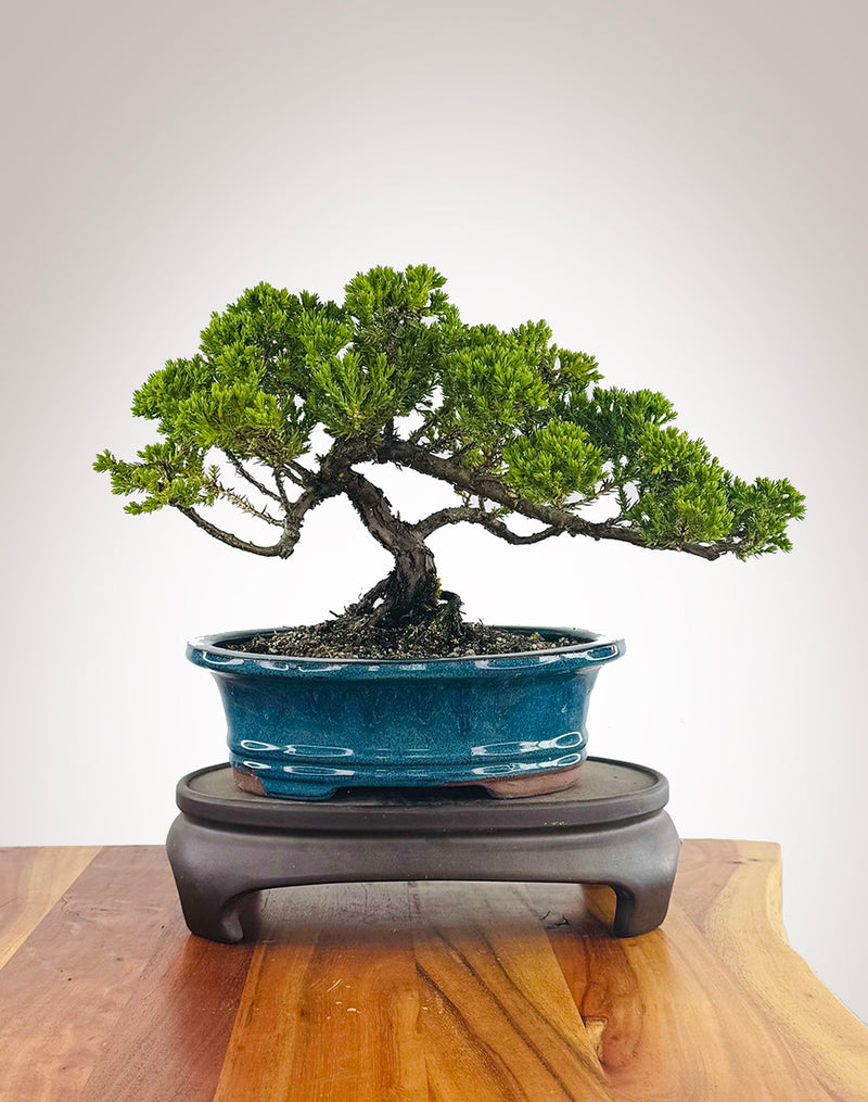 Japanese Juniper (JJ2511013)