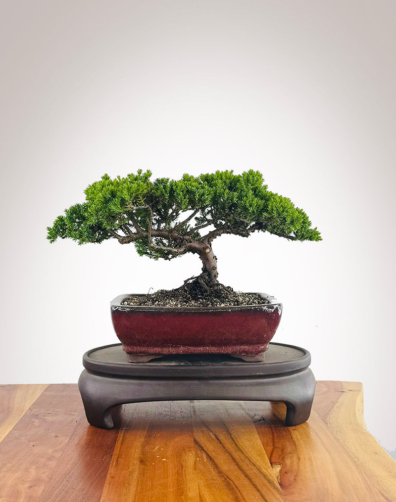Japanese Juniper (JJ2511015)