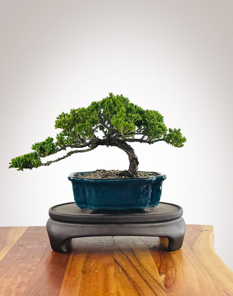 Japanese Juniper (JJ2511017)
