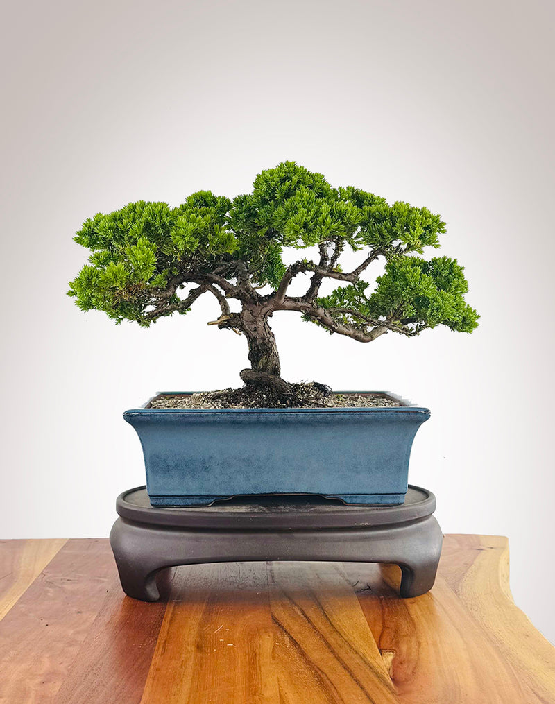 Japanese Juniper (JJ2511018)