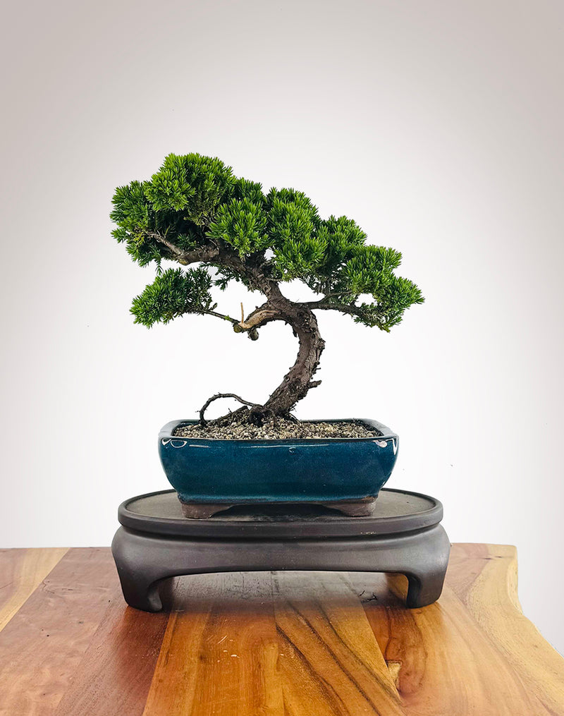 Japanese Juniper (JJ2511019)