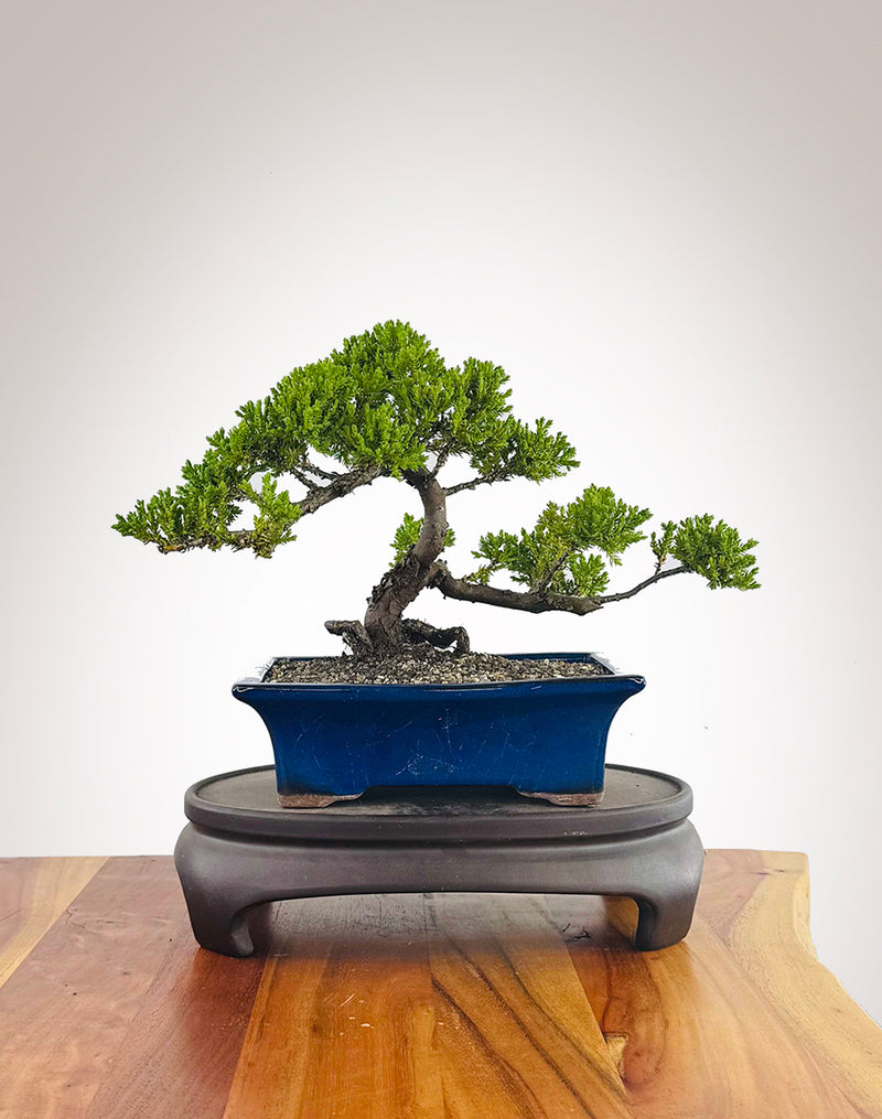 Japanese Juniper (JJ2511021)