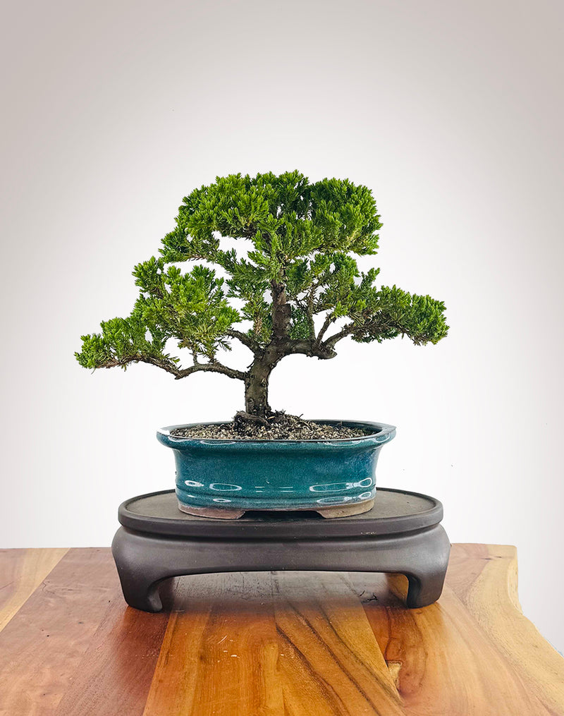 Japanese Juniper (JJ2511024)