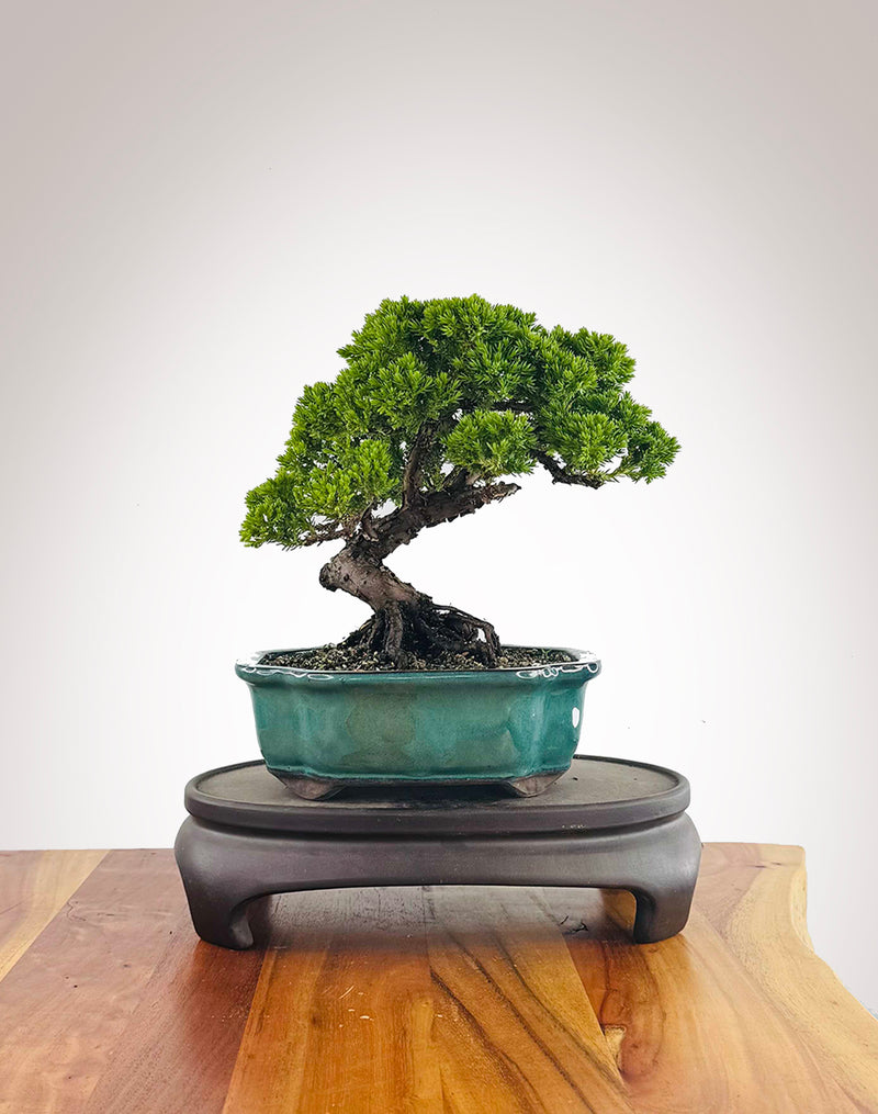Japanese Juniper (JJ2511026)