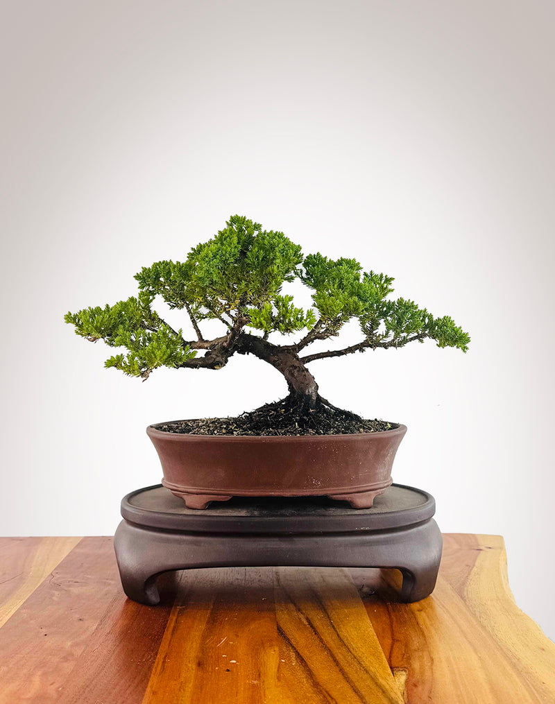 Japanese Juniper (JJ2512001)