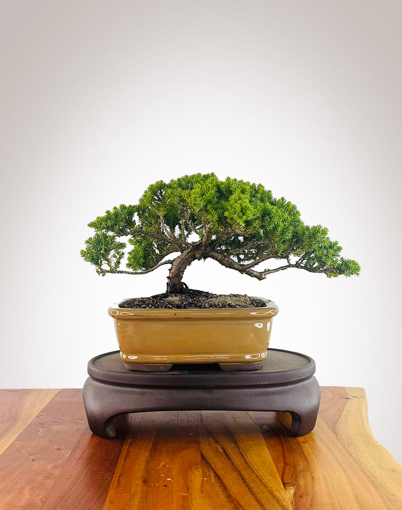 Japanese Juniper (JJ2512002)