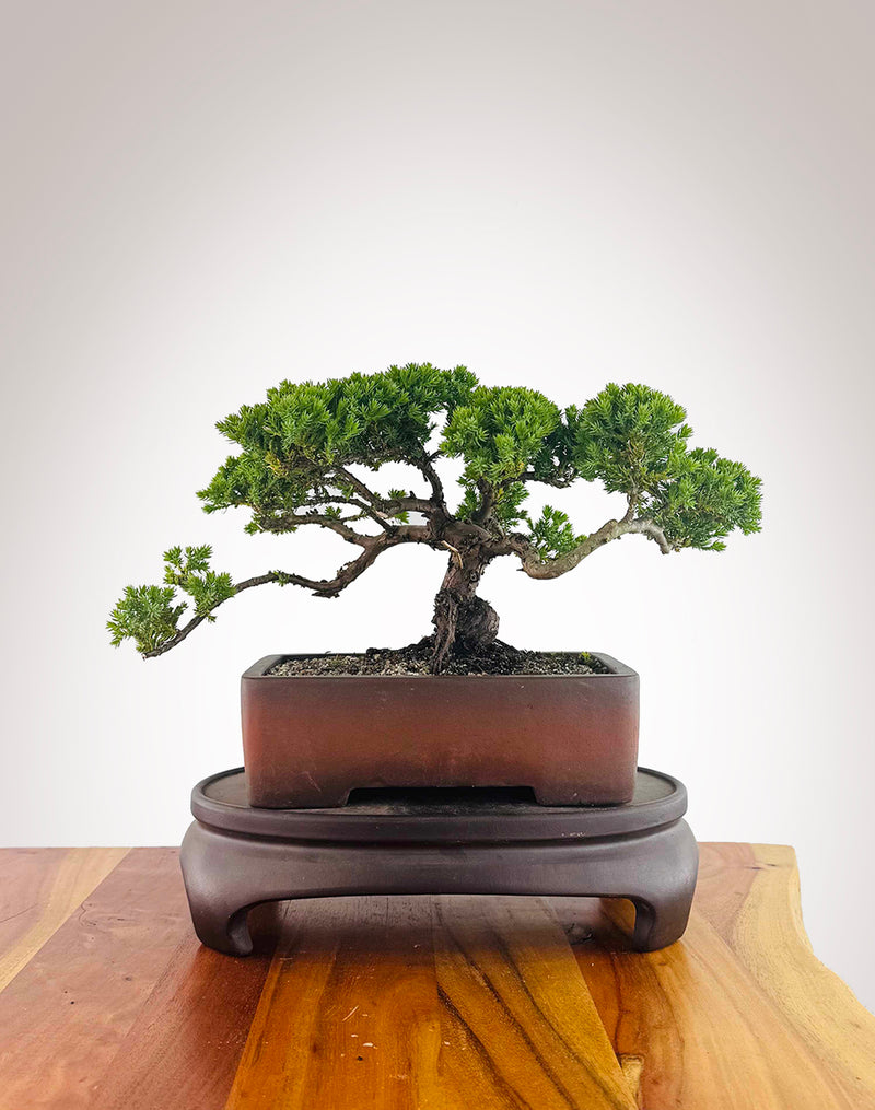 Japanese Juniper (JJ2512004)