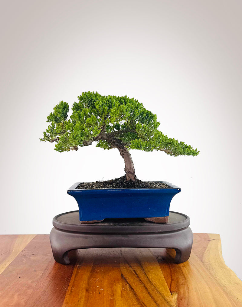 Japanese Juniper (JJ2512005)