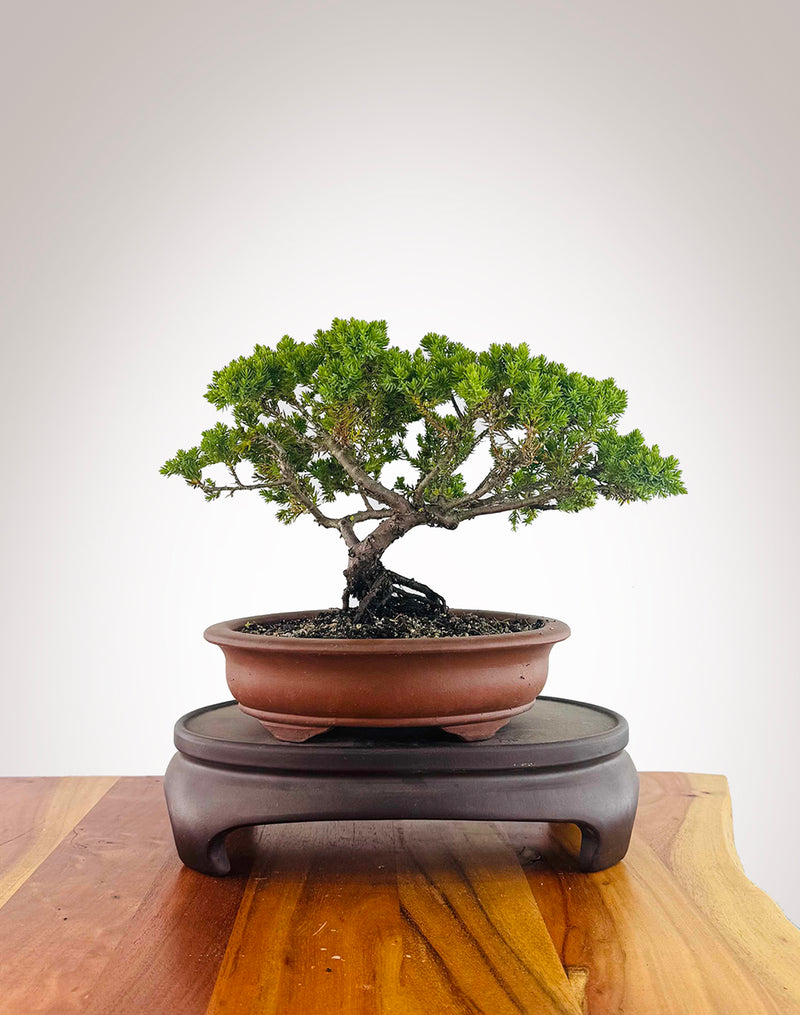 Japanese Juniper (JJ2512009)