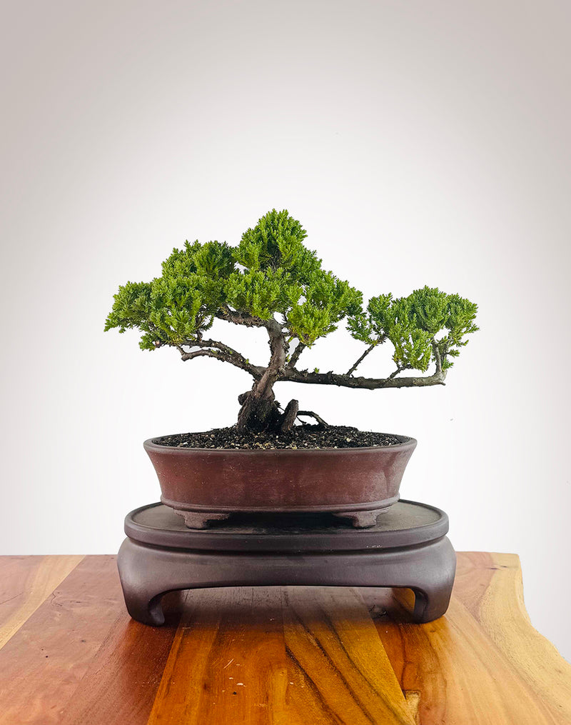 Japanese Juniper (JJ2512010)