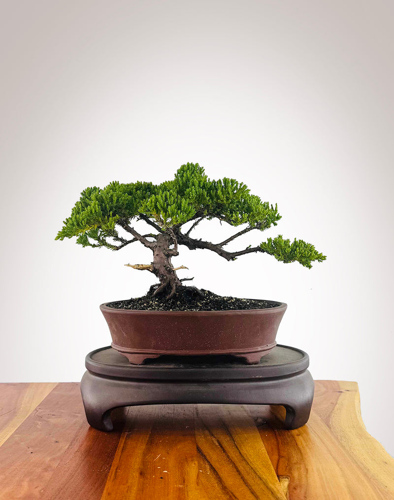 Japanese Juniper (JJ2512012)