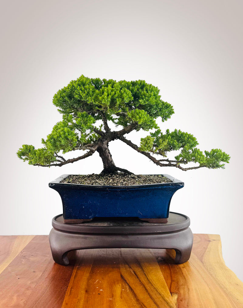 Japanese Juniper (JJ2512013)