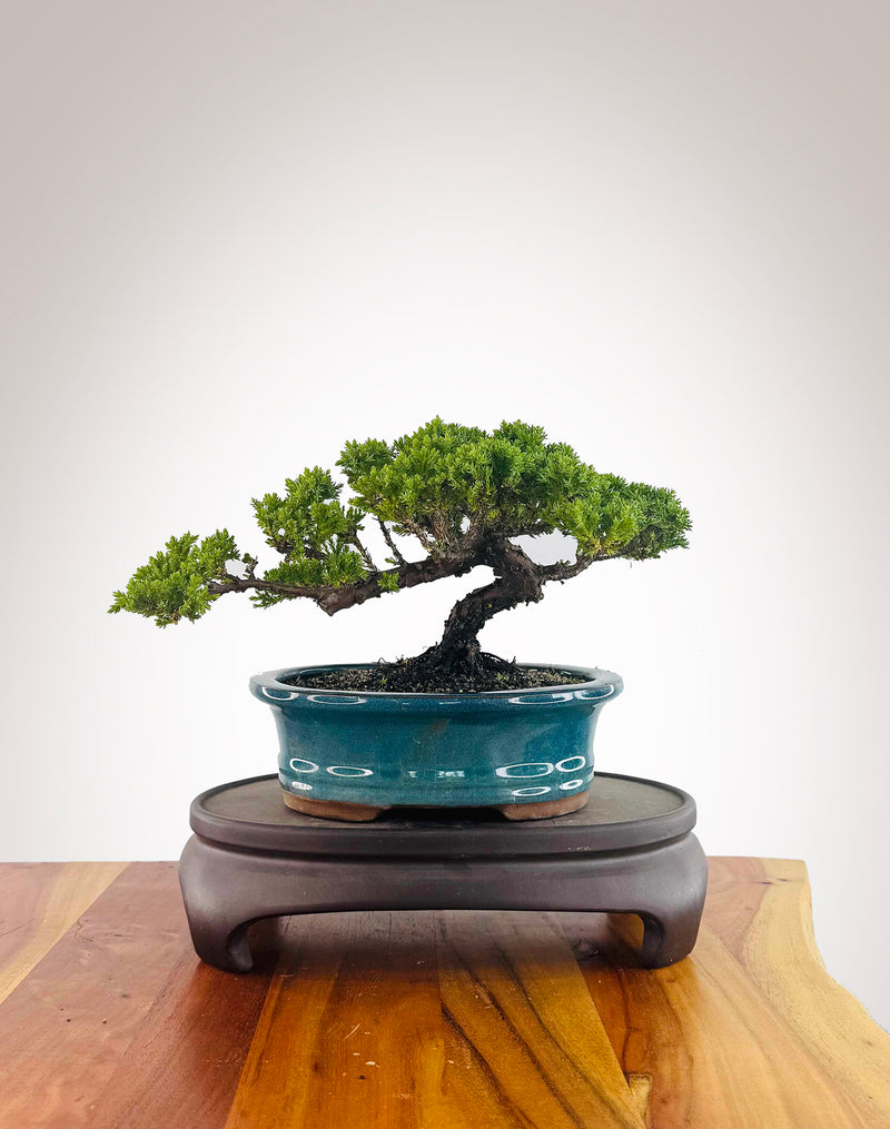 Japanese Juniper (JJ2512014)