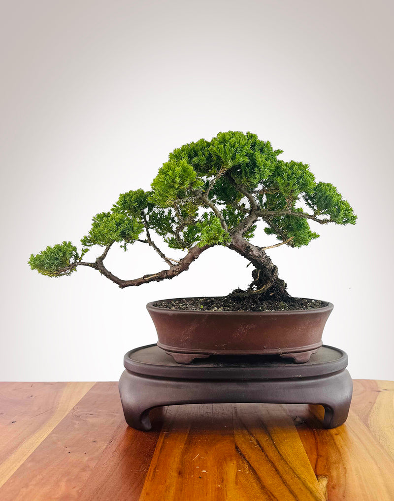 Japanese Juniper (JJ2512015)