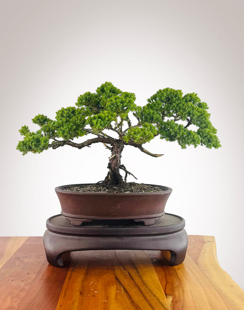 Japanese Juniper (JJ2512018)