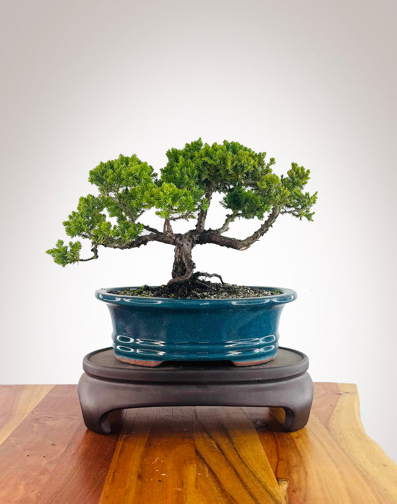 Japanese Juniper (JJ2512019)