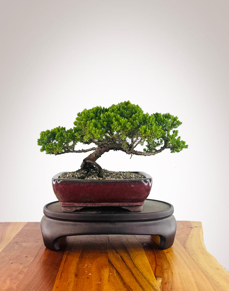 Japanese Juniper (JJ2512020)