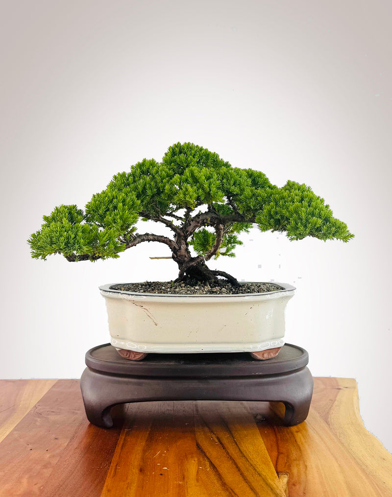 Japanese Juniper (JJ2512021)