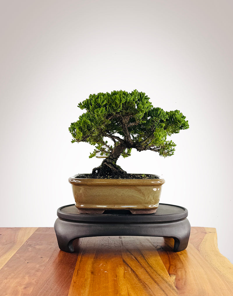 Japanese Juniper (JJ2602006)