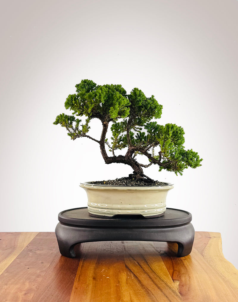 Japanese Juniper (JJ2602007) - MiniGardens Bonsai New Zealand