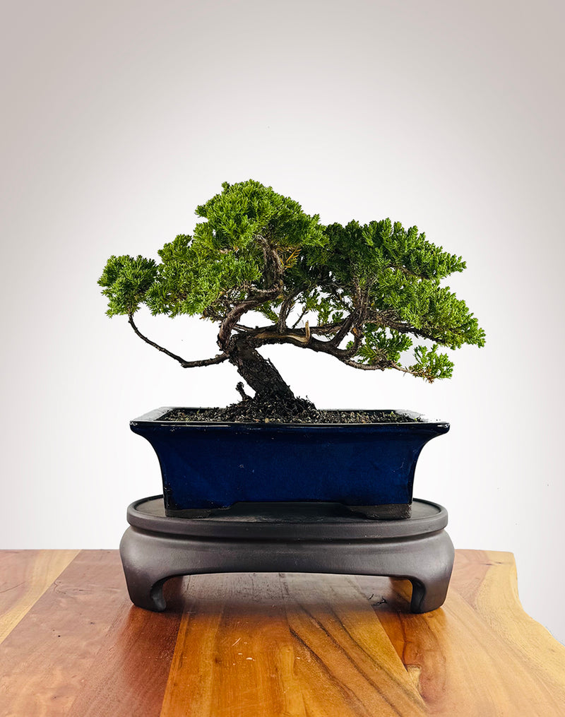 Japanese Juniper (JJ2602012)