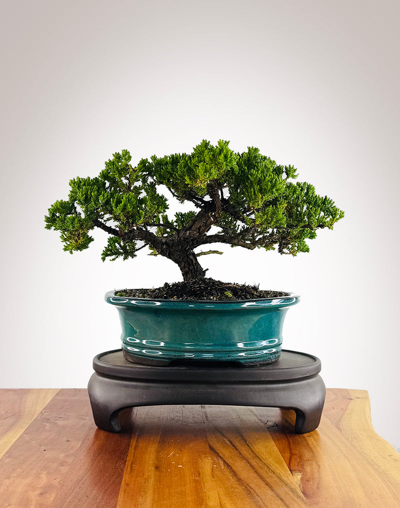 Japanese Juniper (JJ2602019)
