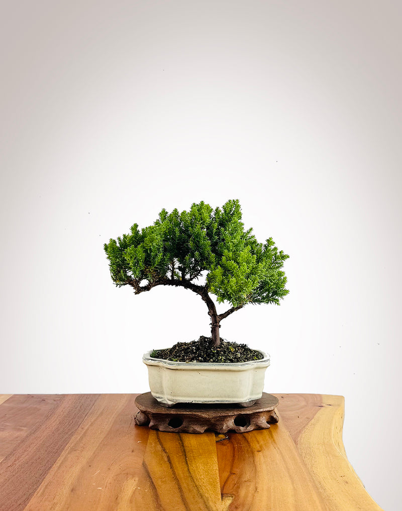 Japanese Juniper (JJ2602025) - MiniGardens Bonsai New Zealand