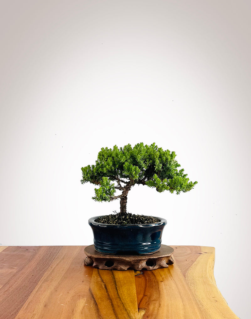 Japanese Juniper (JJ2602027)