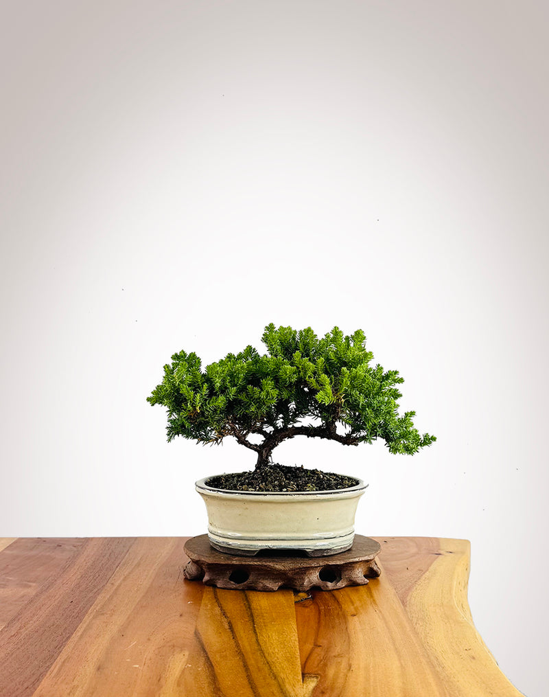 Japanese Juniper (JJ2602028)