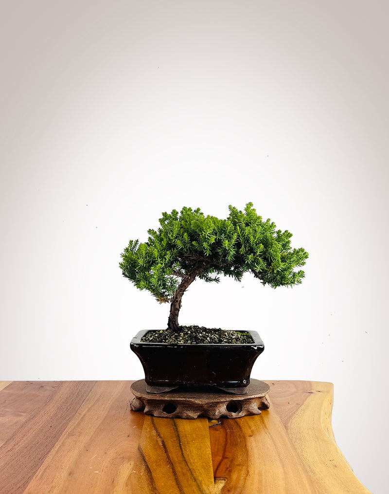 Japanese Juniper (JJ2602030)