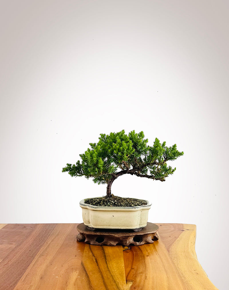 Japanese Juniper (JJ2602031)