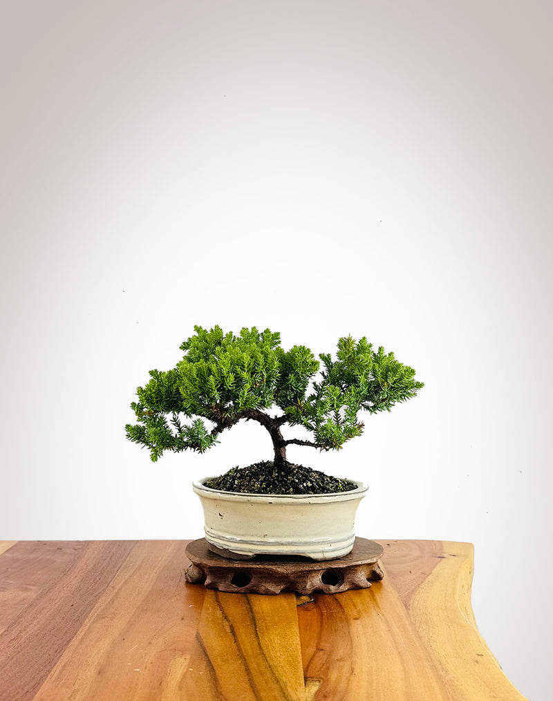 Japanese Juniper (JJ2602035)