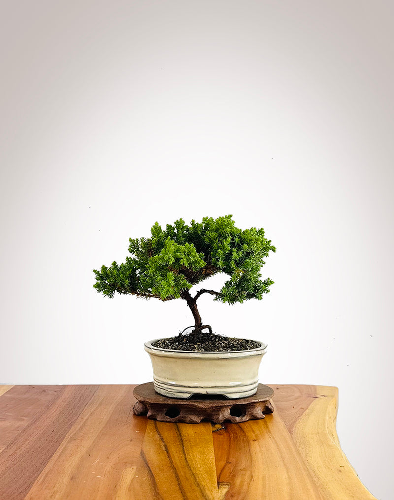 Japanese Juniper (JJ2602041)