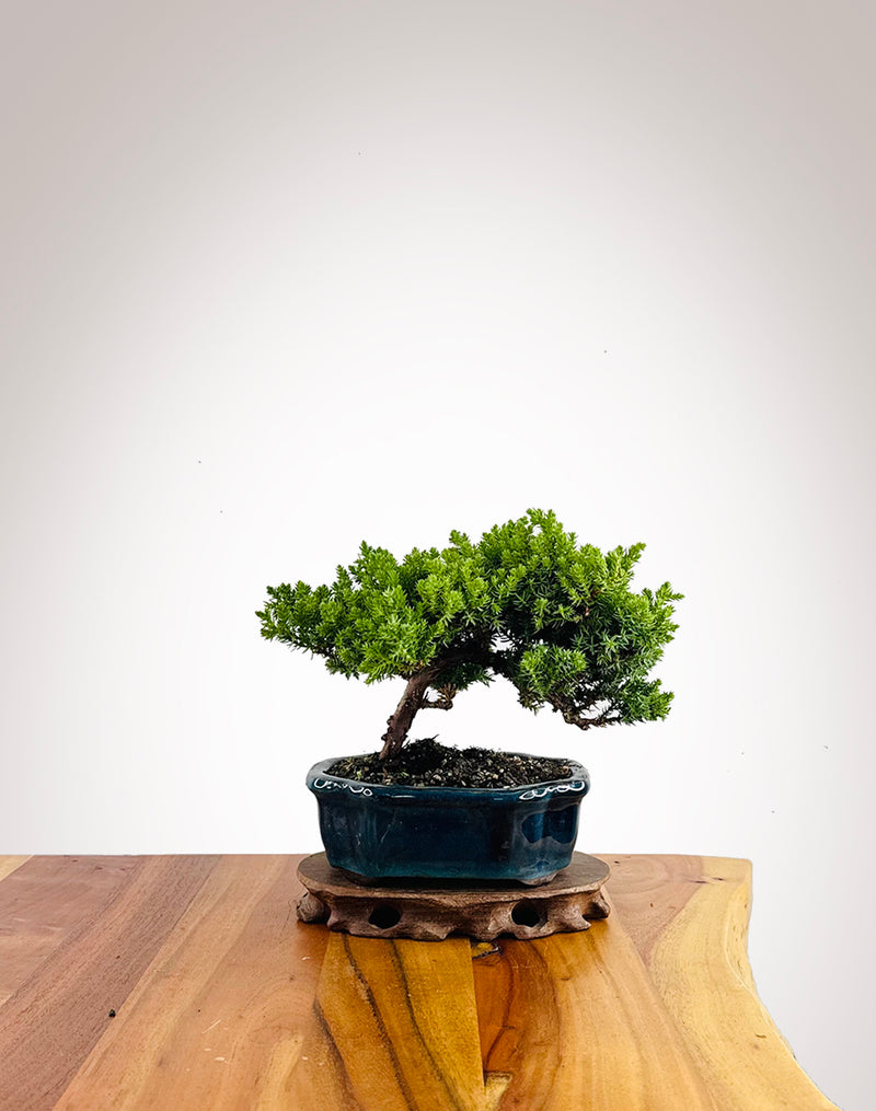 Japanese Juniper (JJ2602042) - MiniGardens Bonsai New Zealand