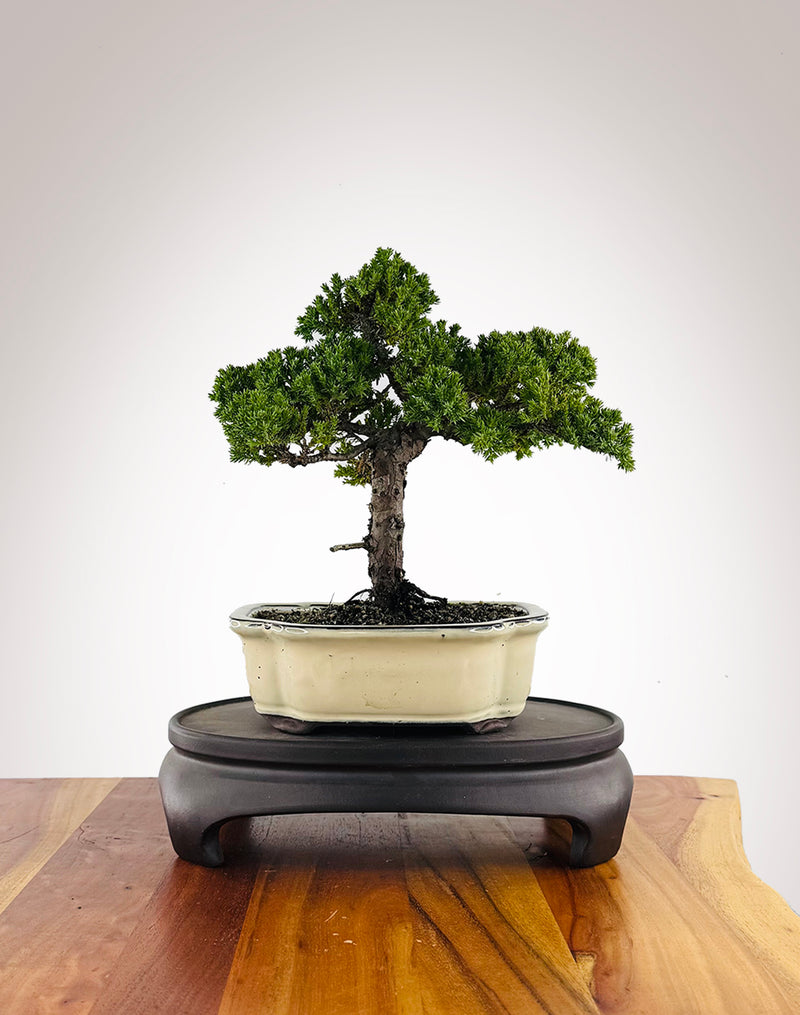 Japanese Juniper (JJ2604001) - MiniGardens Bonsai New Zealand
