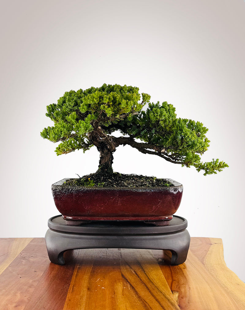 Japanese Juniper (JJ2604005) - MiniGardens Bonsai New Zealand