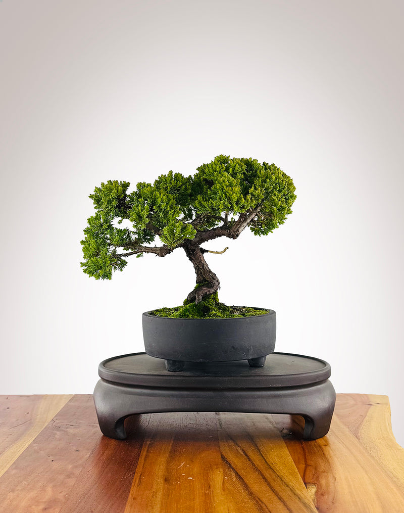 Japanese Juniper (JJ2604009) - MiniGardens Bonsai New Zealand