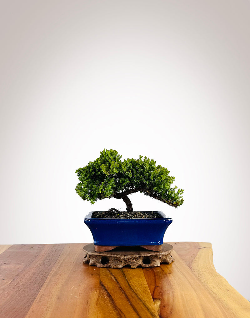 Japanese Juniper (JJ2604016) - MiniGardens Bonsai New Zealand