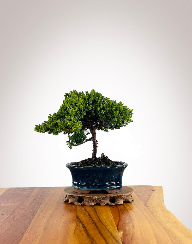 Japanese Juniper (JJ2604017) - MiniGardens Bonsai New Zealand