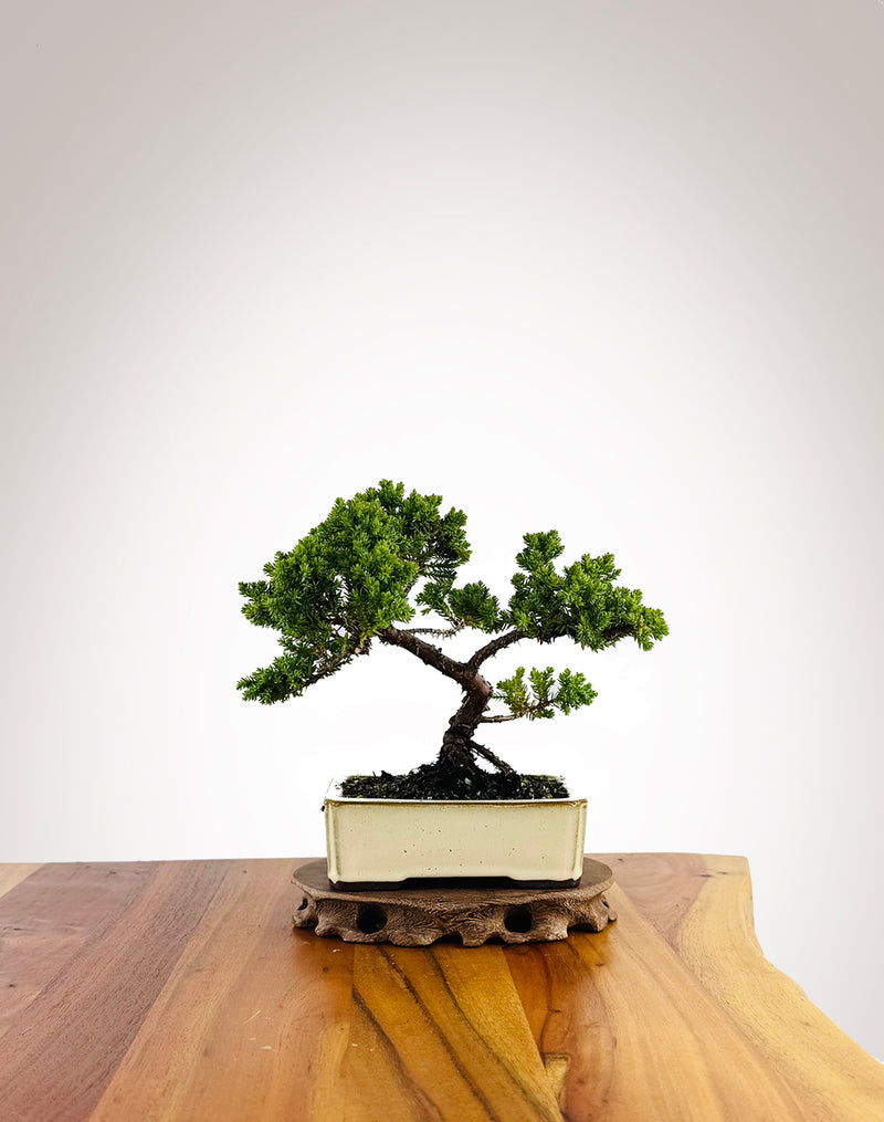 Japanese Juniper (JJ2604018) - MiniGardens Bonsai New Zealand