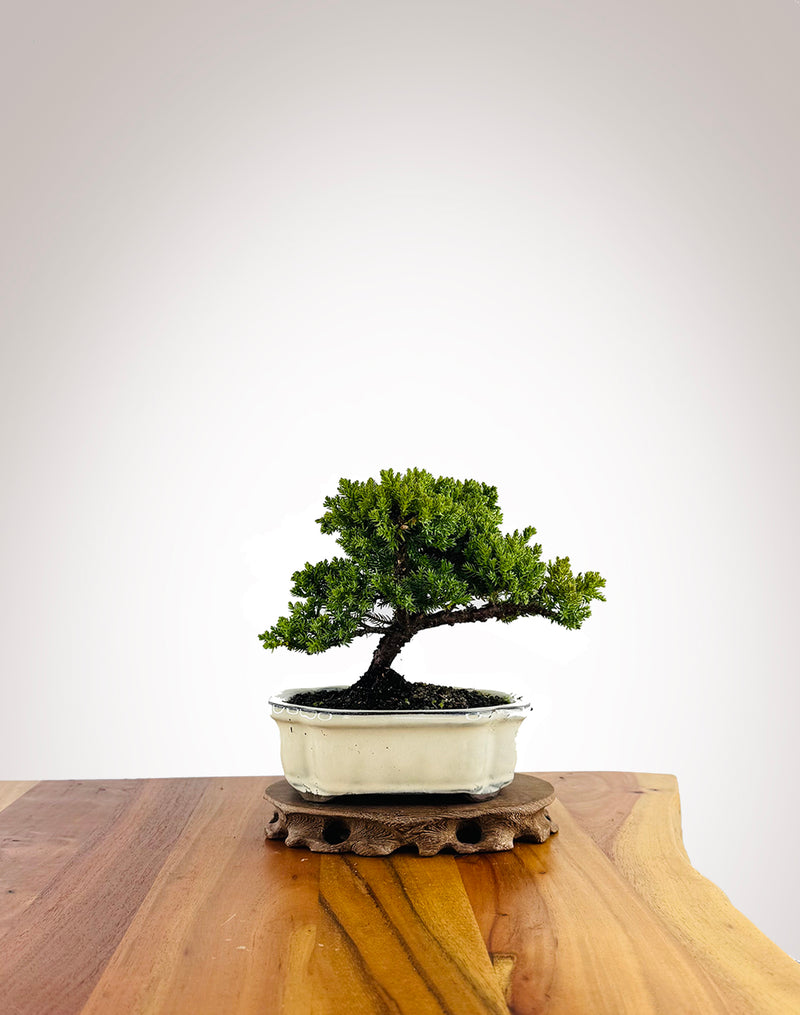 Japanese Juniper (JJ2604019) - MiniGardens Bonsai New Zealand