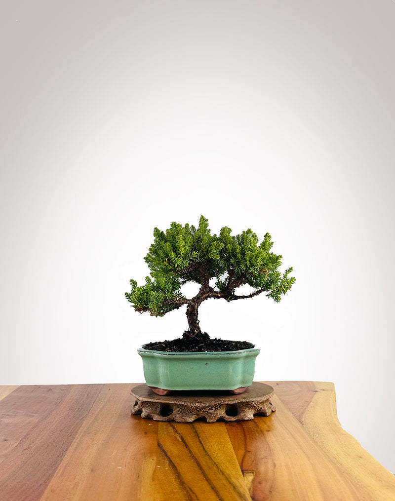 Japanese Juniper (JJ2604020) - MiniGardens Bonsai New Zealand