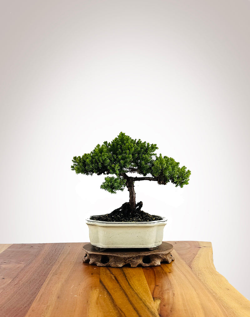 Japanese Juniper (JJ2604021) - MiniGardens Bonsai New Zealand