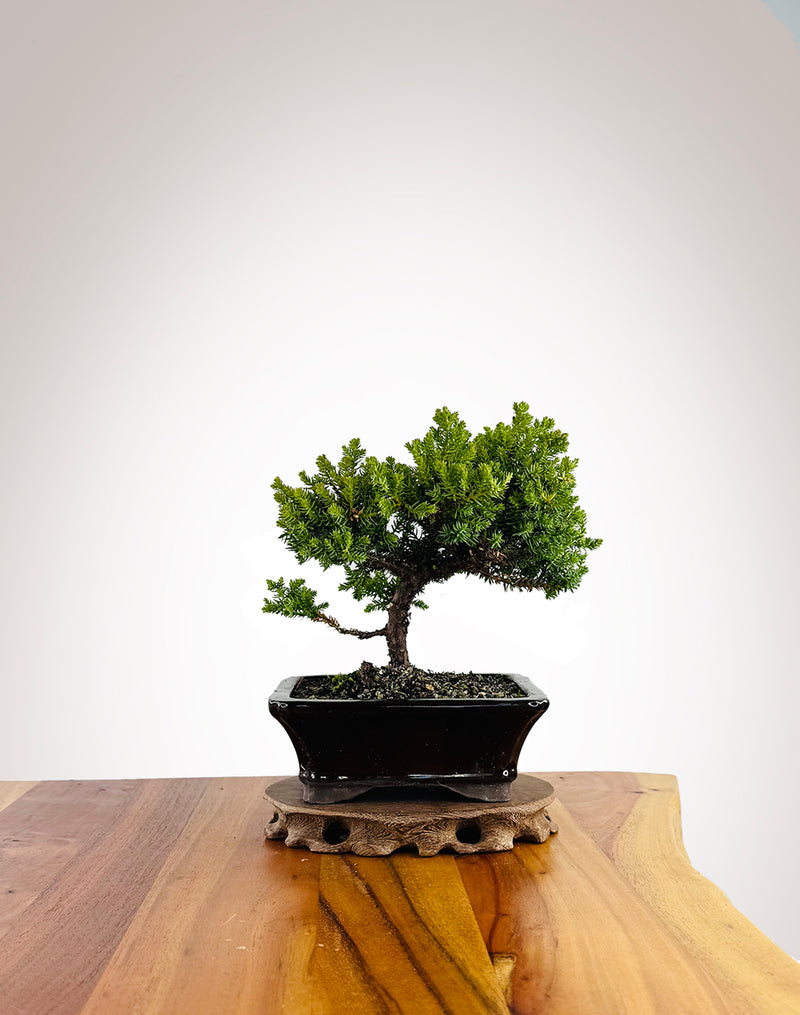 Japanese Juniper (JJ2604022) - MiniGardens Bonsai New Zealand